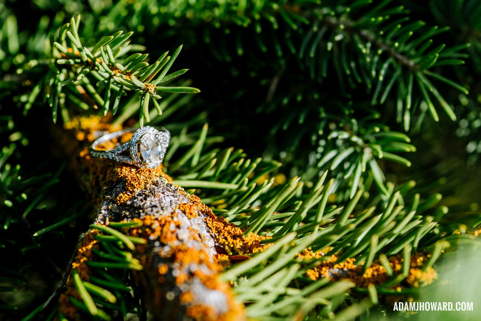 Macro Photography of an Engagement Ring in a Tree in the Mountains
